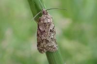 Cnephasia