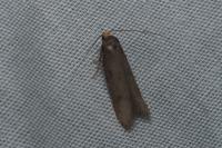 Agnoea