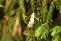 Phyllonorycter rajella