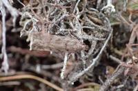 Teleiopsis diffinis