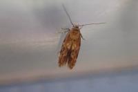 Mompha epilobiella