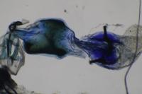 Mompha epilobiella