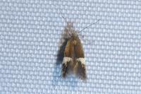 Aproaerema polychromella