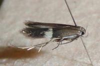 Aproaerema polychromella