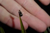 Adela australis