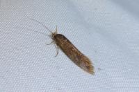 Opogona omoscopa