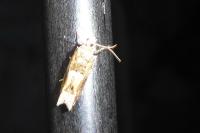 Crocidosema plebejana