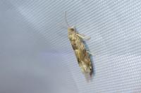 Crocidosema plebejana