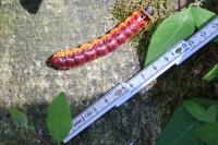 Cossus cossus