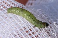 Tortrix viridana