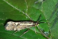 Esperia sulphurella