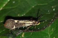 Esperia sulphurella
