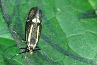 Esperia sulphurella