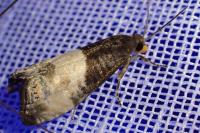 Notocelia cynosbatella