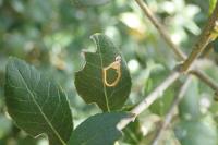 Rosetea rosetella