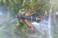 Pyropteron chrysidiforme