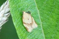 Clepsis consimilana