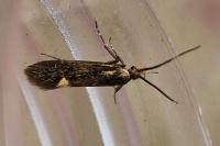 Esperia sulphurella