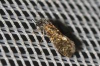Dyseriocrania subpurpurella
