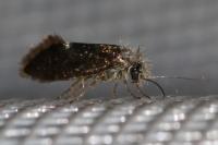 Dyseriocrania subpurpurella