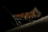Phyllonorycter ulmifoliella