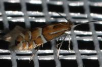 Phyllonorycter ulmifoliella