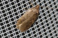 Agonopterix ciliella/heracliana