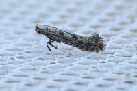 Parornix devoniella