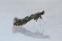 Parornix devoniella