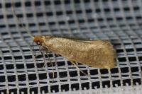 Nematopogon