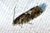 Pammene argyrana
