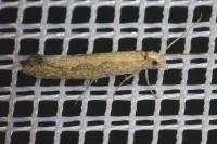 Plutella xylostella
