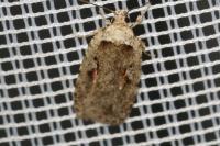 Agonopterix ocellana