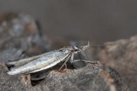 Pleurota ericella