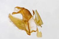 Pleurota ericella
