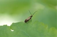 Micropterix aruncella