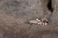 Glyphipterix simpliciella