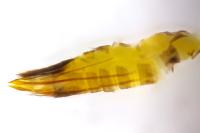 Glyphipterix simpliciella