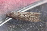 Xenolechia aethiops
