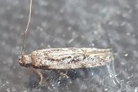 Carpatolechia decorella