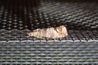 Cydia pomonella