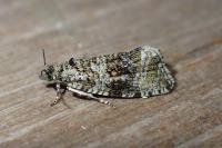 Celypha lacunana