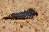 Glyphipterix simpliciella