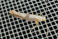 Argyresthia spinosella