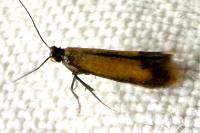 Coptotriche marginea