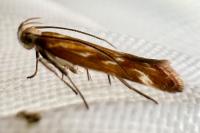 Mirificarma eburnella