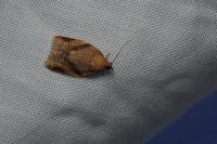 Clepsis consimilana