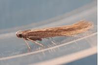 Oxypteryx parahelotella