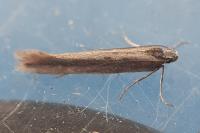 Oxypteryx parahelotella