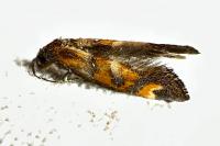 Epermenia pontificella